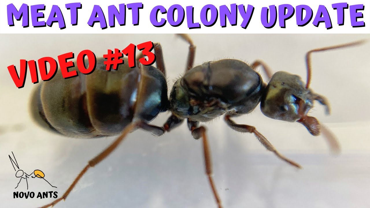 Мясные муравьи &mdash; Обновление колонии №13 &mdash; Iridomyrmex purpureus &mdash; Содержание муравьев