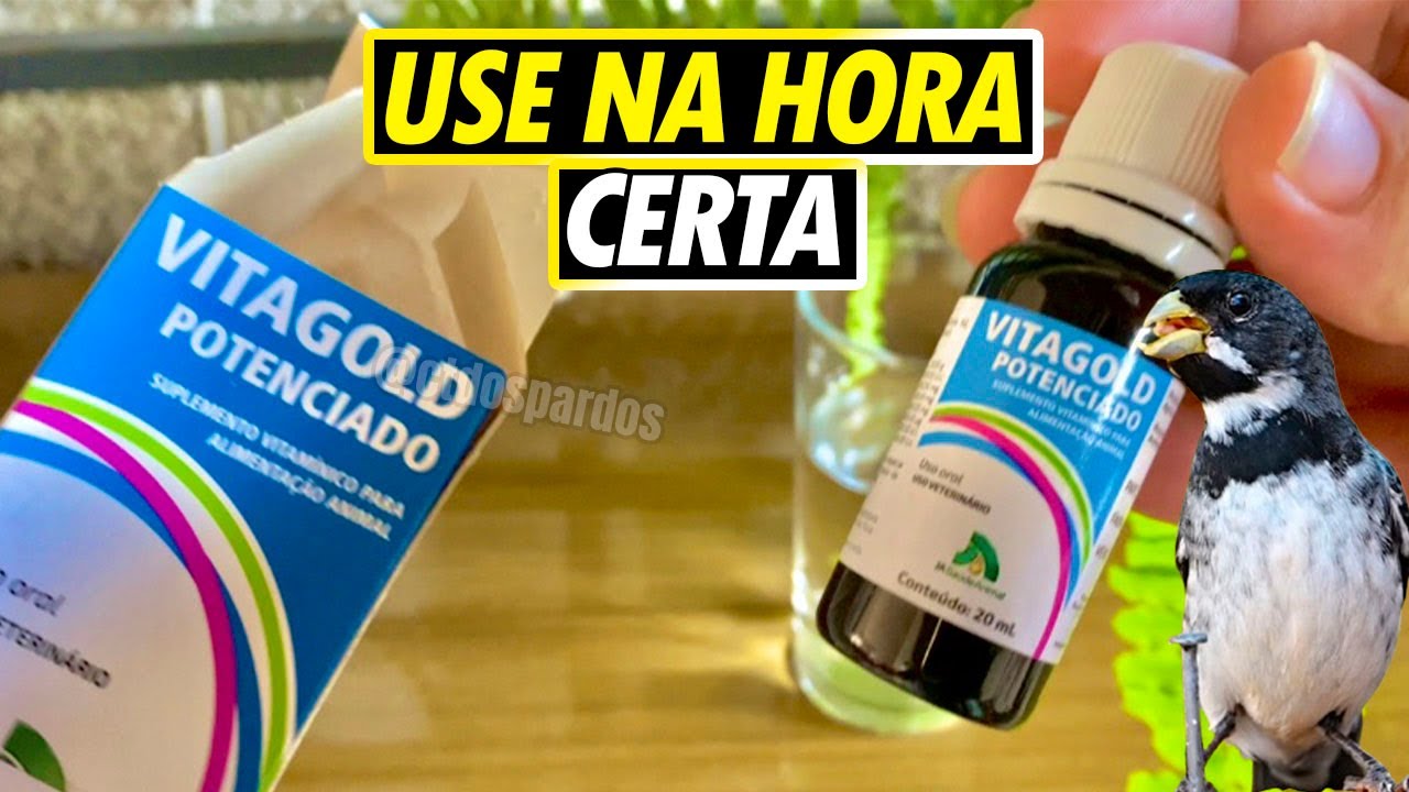 Famoso vitagold potenciado! Hora de fornecer ao coleiro e benefícios ao usar