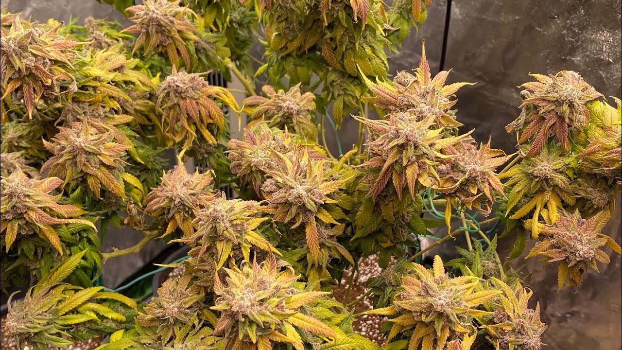 Cannabis Harvest!!! Cherry 18 by Crockett Family Farms.