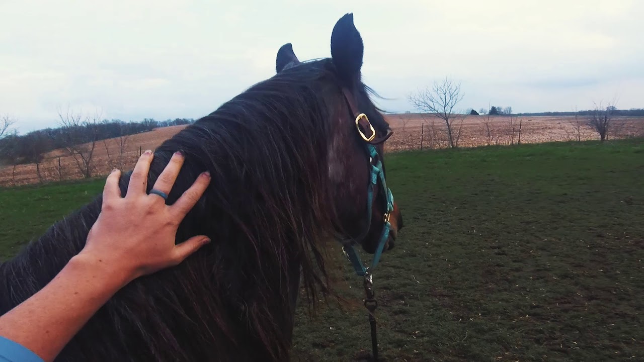 Clicker Training and Liberty work to Train Head Down