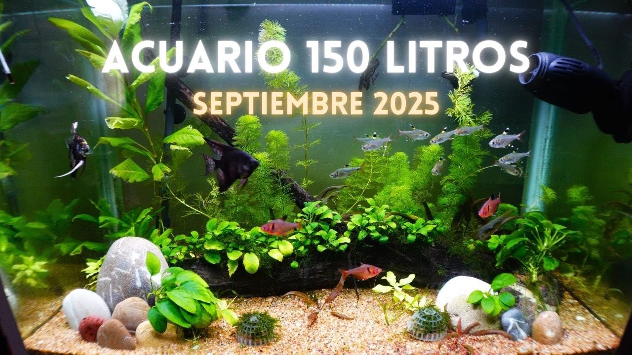 ¡Mira cómo creció mi acuario de 150 litros!