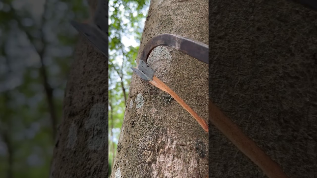 #farming #harvesting #rubbertree