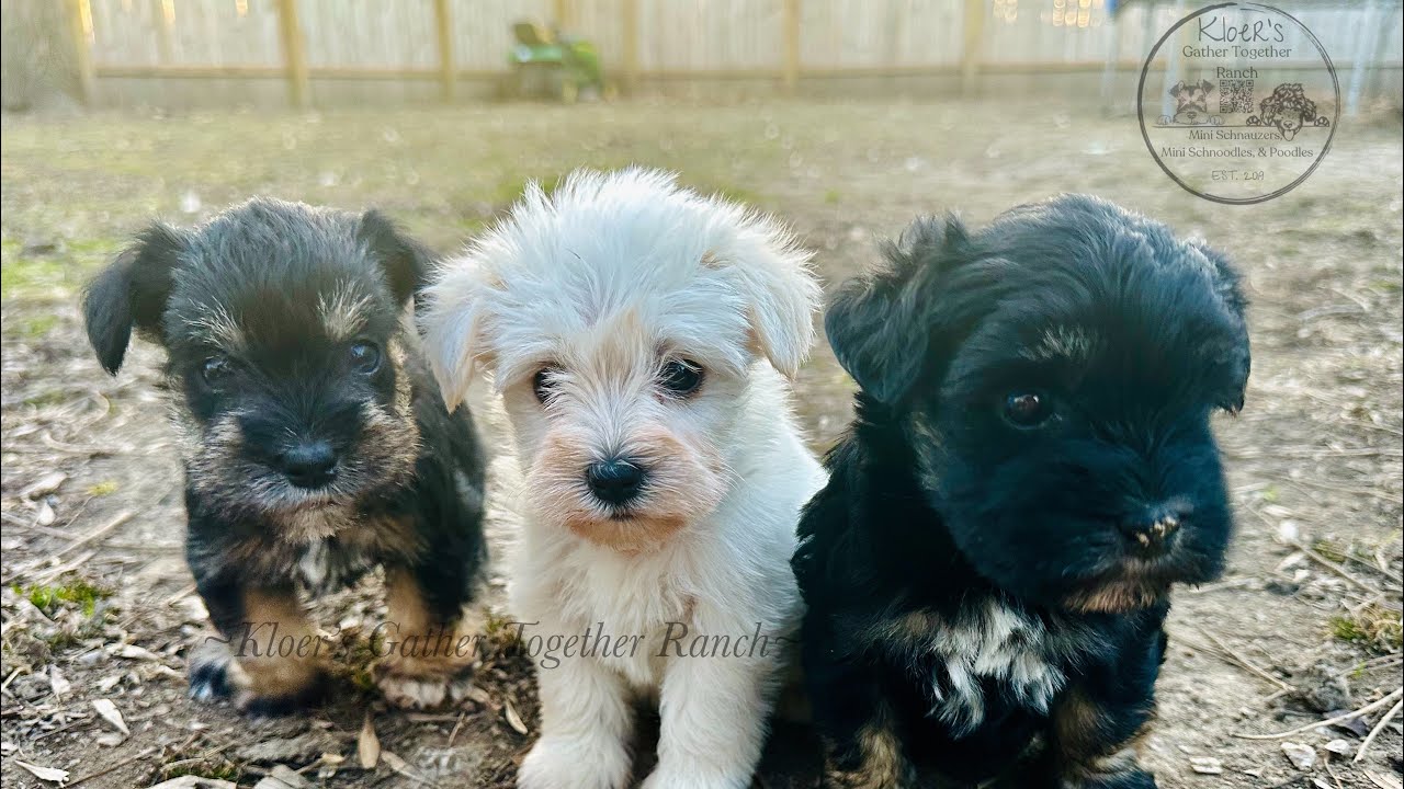 Mini Schnauzers First Time Exploring & Playing Outside! 🐾♥️