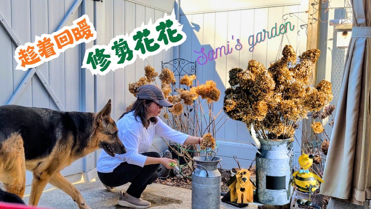新泽西的春天气温象过山车，趁回暖赶紧给花花做修剪