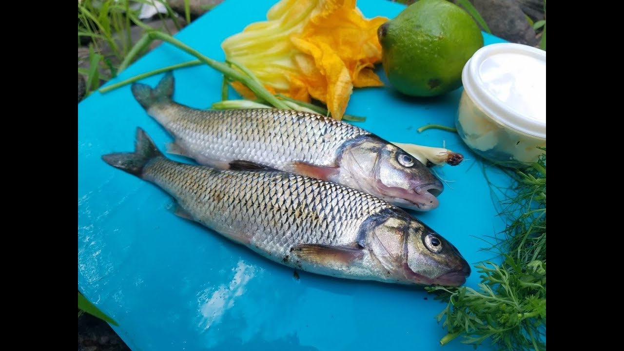 Creek Chubs (Trash Fish), Can You Eat Them!? Catch, Clean, Cook! Taste Test!