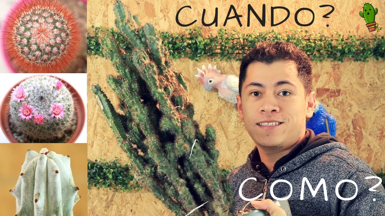 COMO CUANDO Y PORQUE CAMBIAR LA MACETA A UN CACTUS