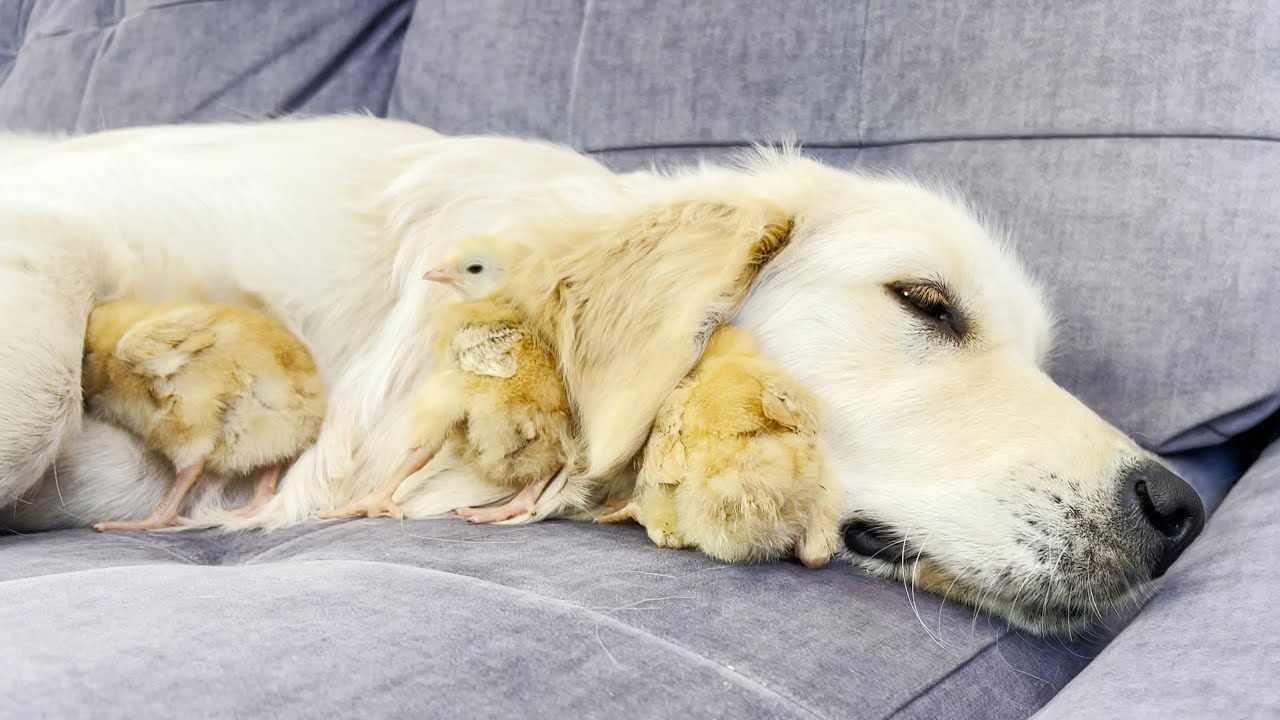 Tiny Chicks Love a Golden Retriever like their Mom (Cutest Ever!!)