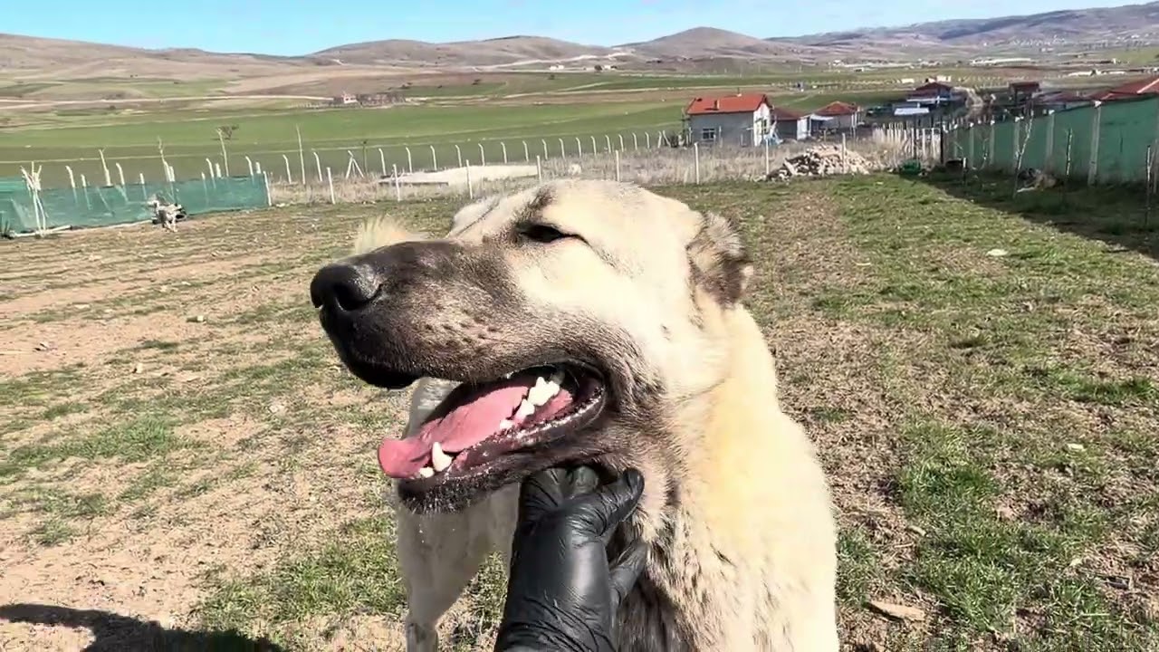 Kangal kaptan ve yavruları