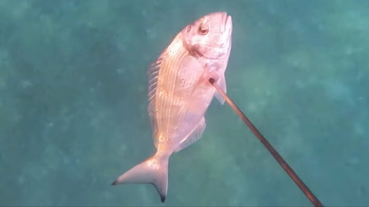 Pescasub: STANDARD DI FINE ESTATE