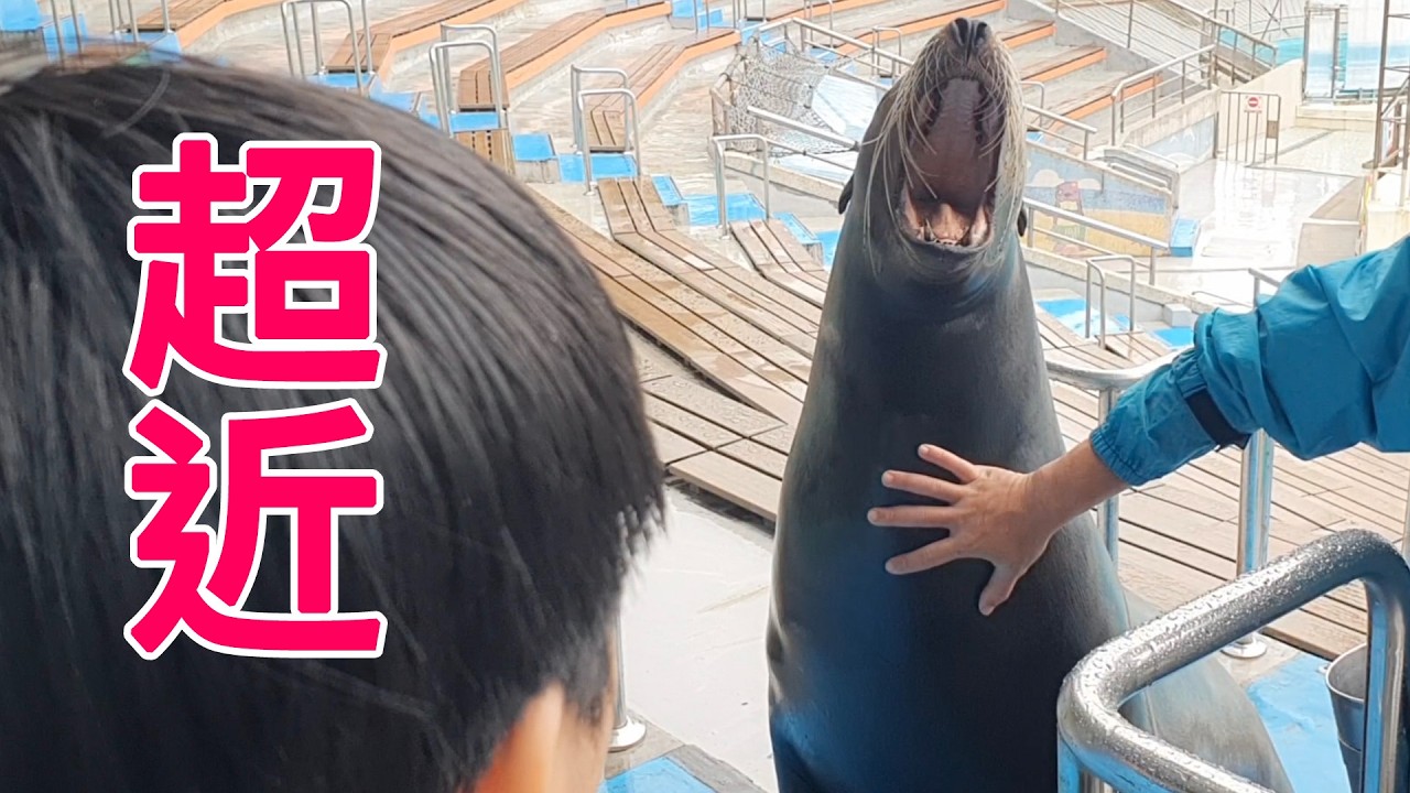 海獅面對面超近！野柳之旅END 換房間省3000