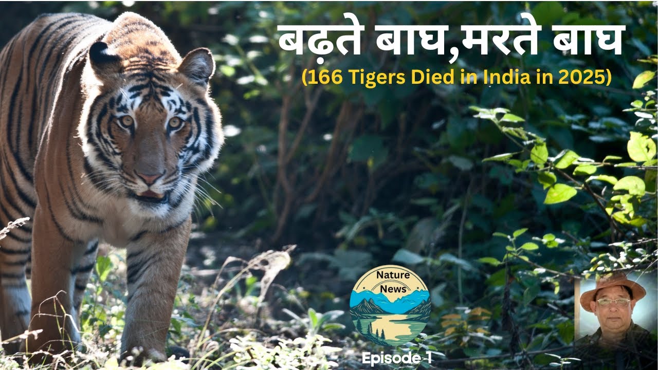 Why 2025 saw maximum tiger deaths in a decade - despite their rising population? | Ajay Suri