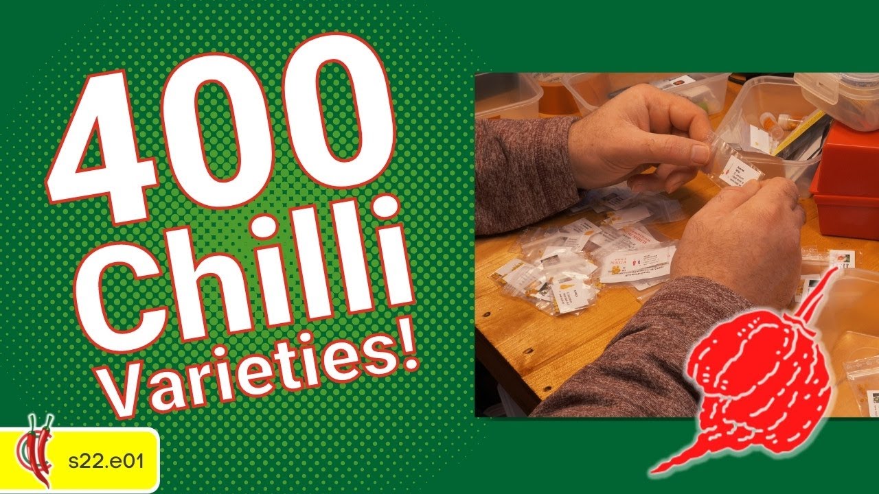 Choosing Chilli 🌶️ Seeds for 2022. Chilli Garden update (s22e01)