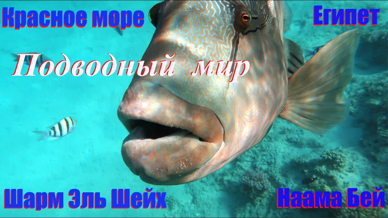 Снорклинг в Красном море, Наама Бей, Шарм-Эль-Шейх, Египет, 2021