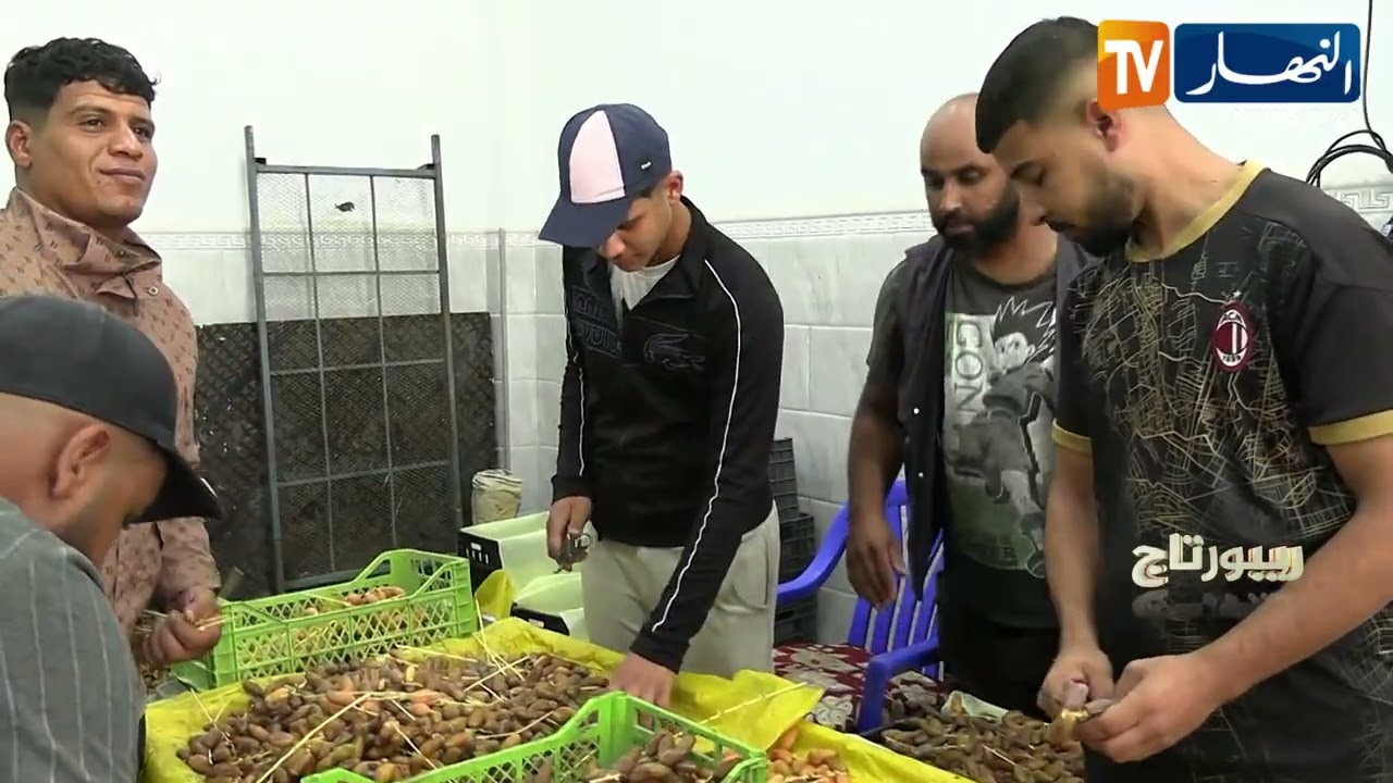 ريبورتاج: موسم جني التمور.. تراث متجدد واقتصاد واعد