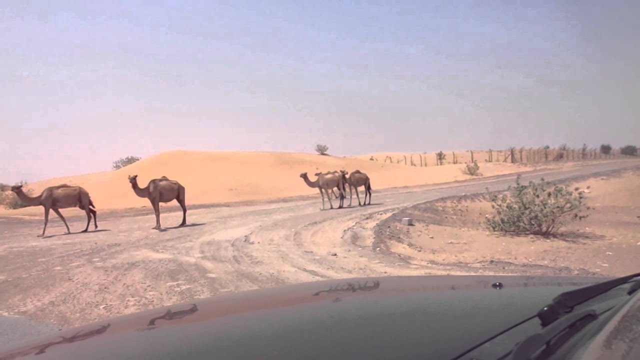 Meleha camels1