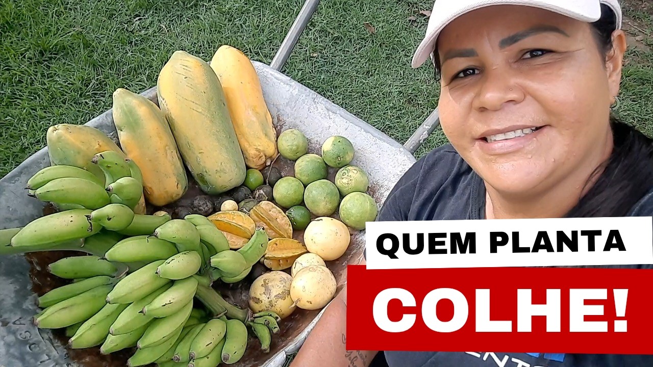 TOUR: COLHÍ MUITAS FRUTAS NO MEU QUINTAL SUPER PRODUTIVO 😍🙏@vidanarocacomacris 