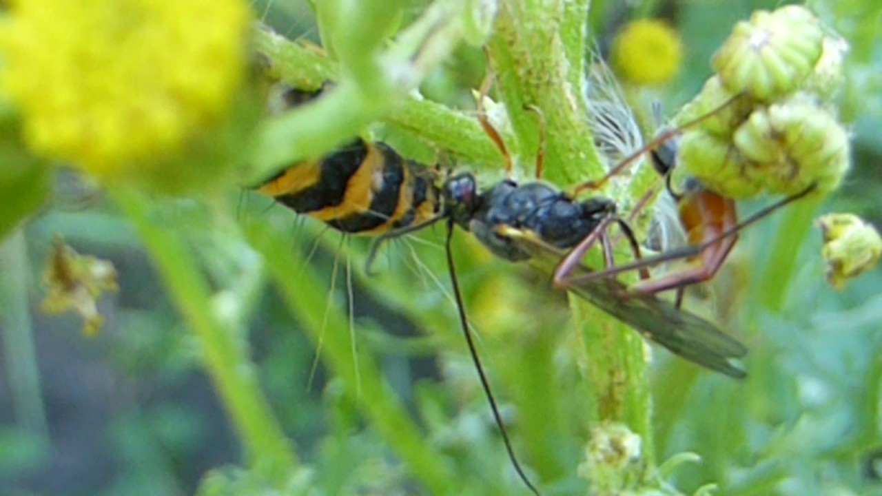 Digger wasps  paralyzing Cinnabar caterpillar - Fiðrildalirfur - Sníkjuvespa - Skordýr