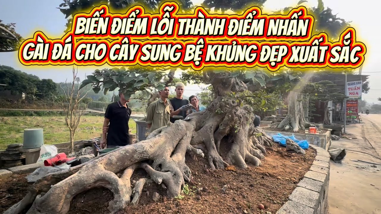 Biến Điểm Lỗi Thành Điểm Nhấn: Gài Đá Cho Cây Sung Bệ Khủng Đẹp Xuất Sắc#bonsai #bonsaitree #caycanh