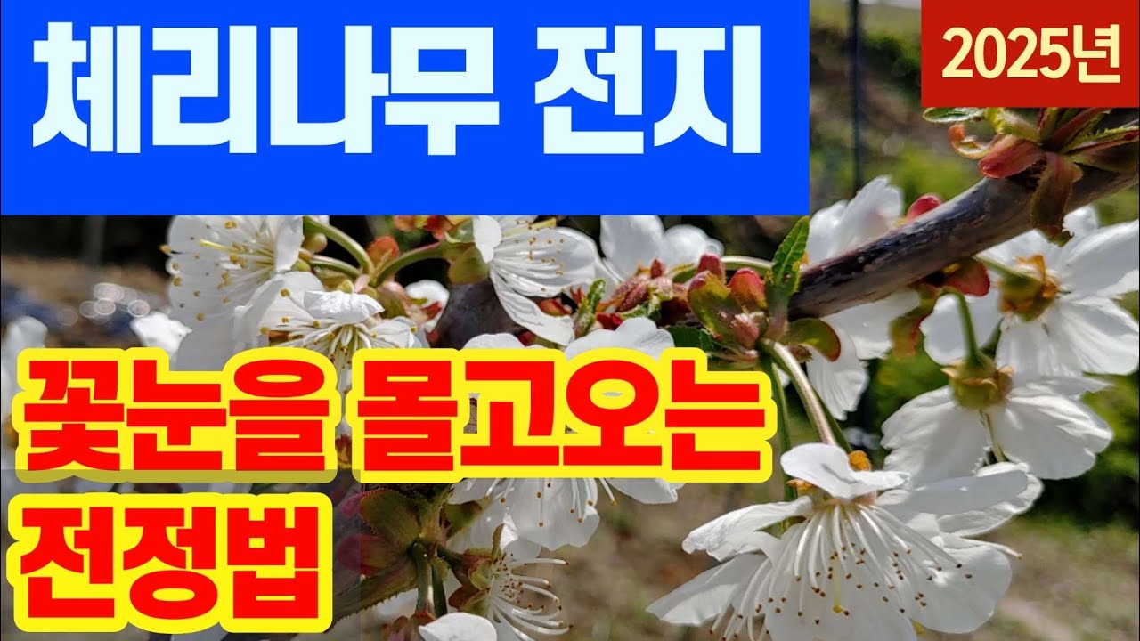 체리나무 가지치기 - 꽃눈을 몰고오는 전정법