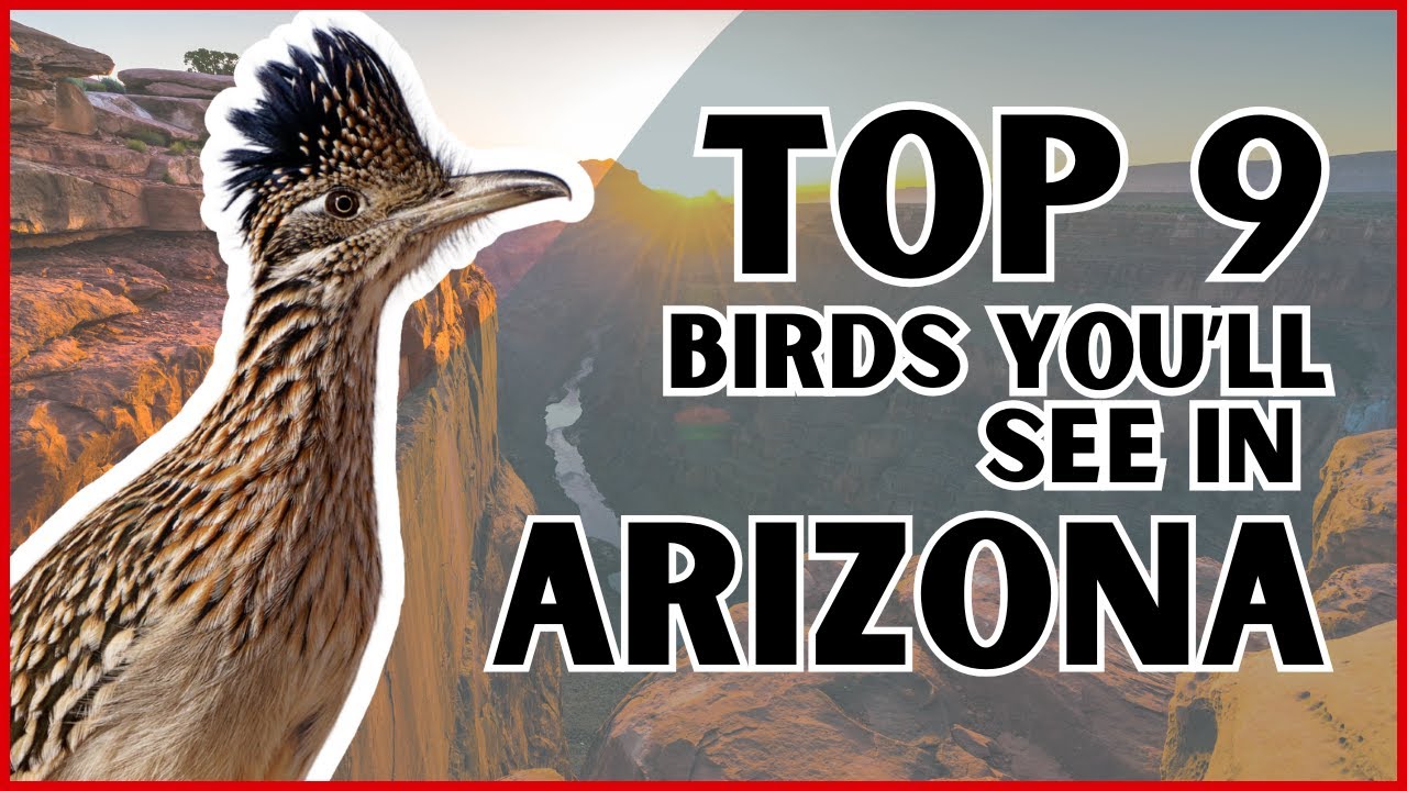 Top 9 Birds You&rsquo;ll See in Arizona