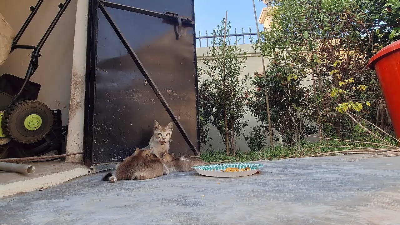 The mother and the three kittens 3