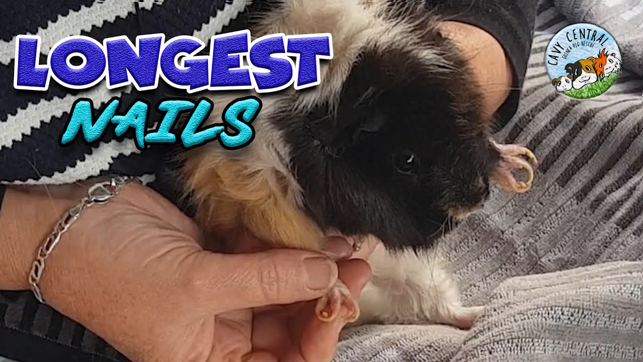 Guinea pig long emporer nails how to cut and trim the most oddly shaped nails