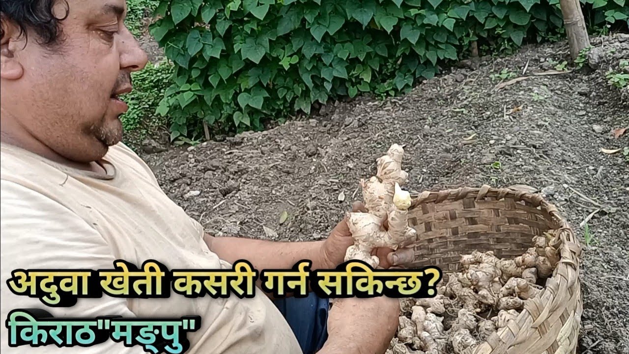 अदुवा खेती कसरी गर्न सकिन्छ? Kiran90s
