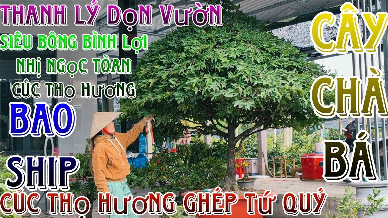 🌈18/01/2026☎️0344449496(LAN)🔥thanh lý dọn vườn lô mai giống siêu bông bình lợi,nhị ngọc toàn già mùa