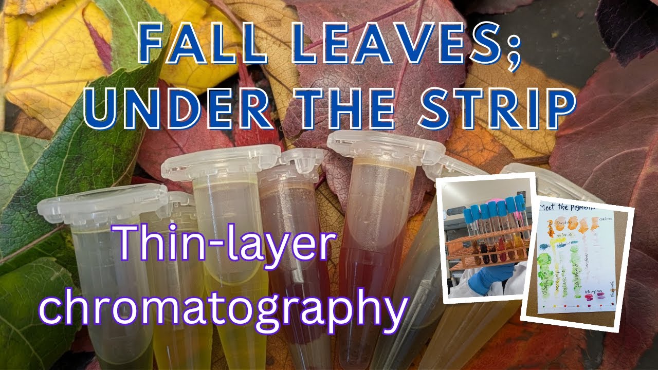 Autumn chemistry: TLC of Fall Leaves (What's inside an autumn leaf @sciencetingss?)