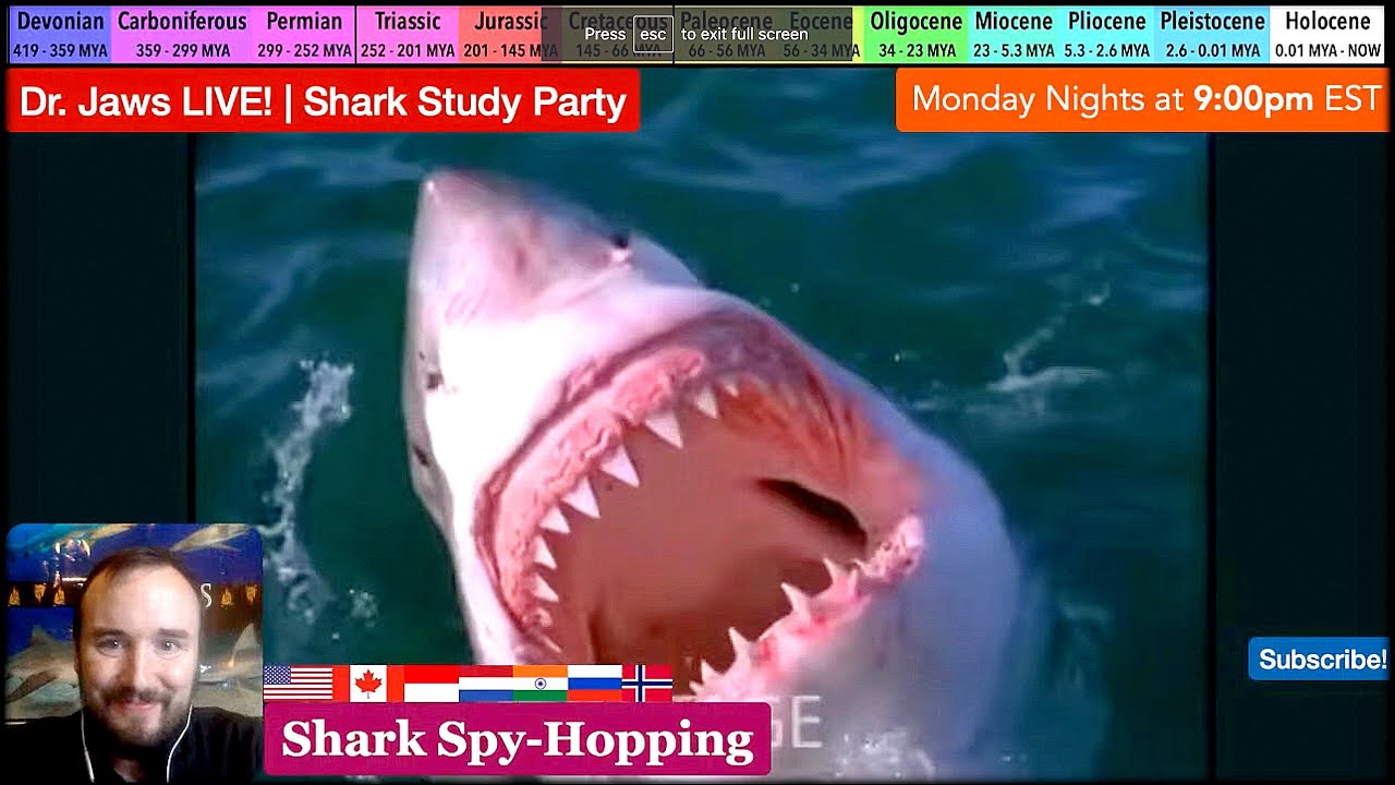 Dr. Jaws LIVE! #136 Shark Spy Hopping Special
