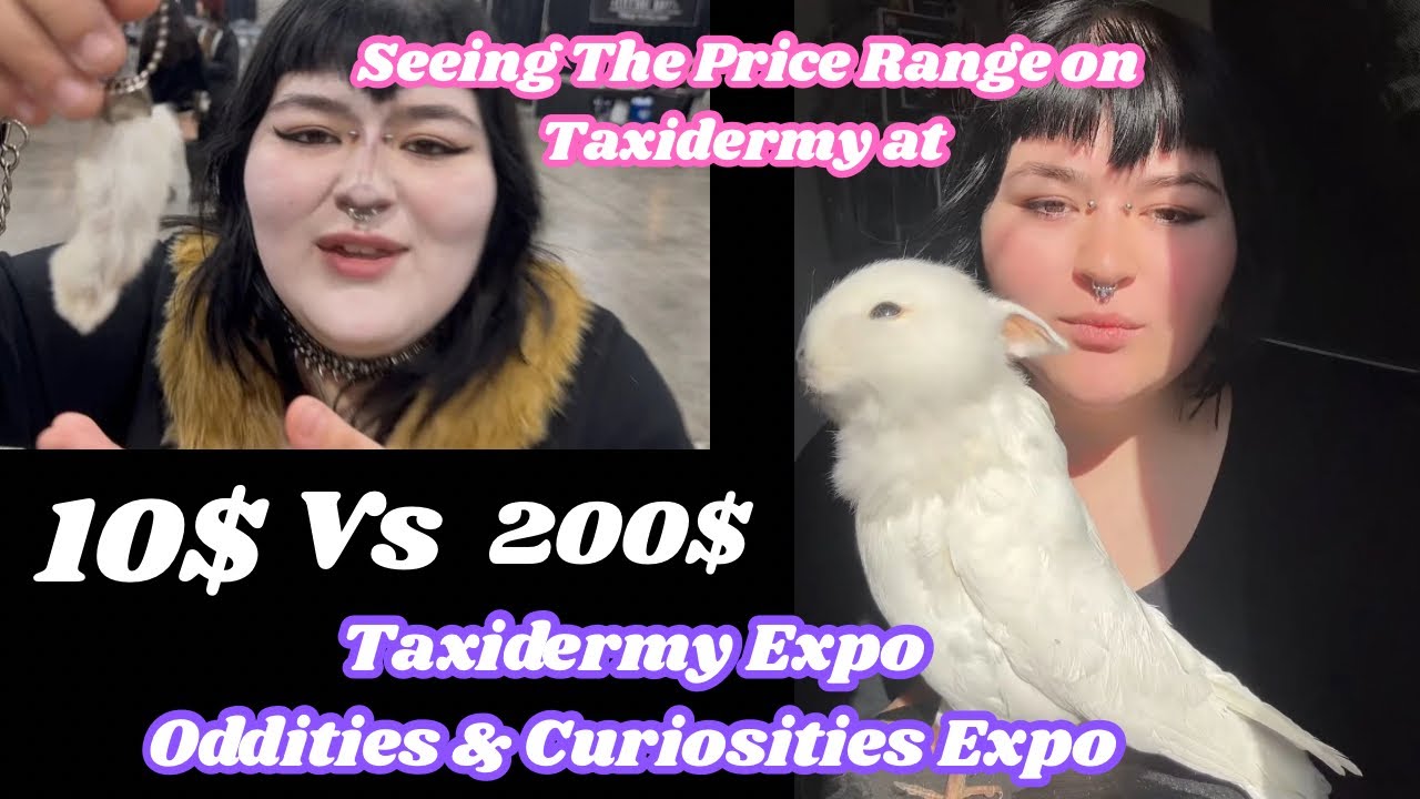 ODDITIES & CURIOSITIES TAXIDERMY EXPO IN LA : RANDOM SWORD SWALLOWING AND MORE ⭐️🕷️🗡️