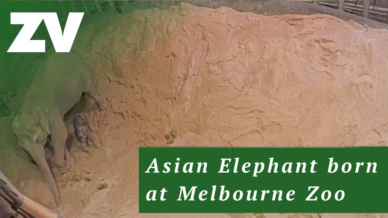 Hello world! Asian Elephant born at Melbourne Zoo