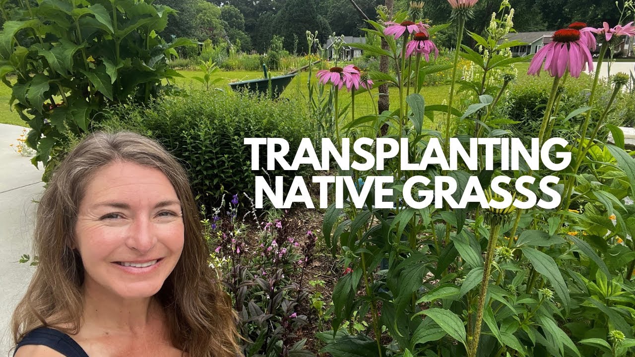 Transplanting Native Grasses