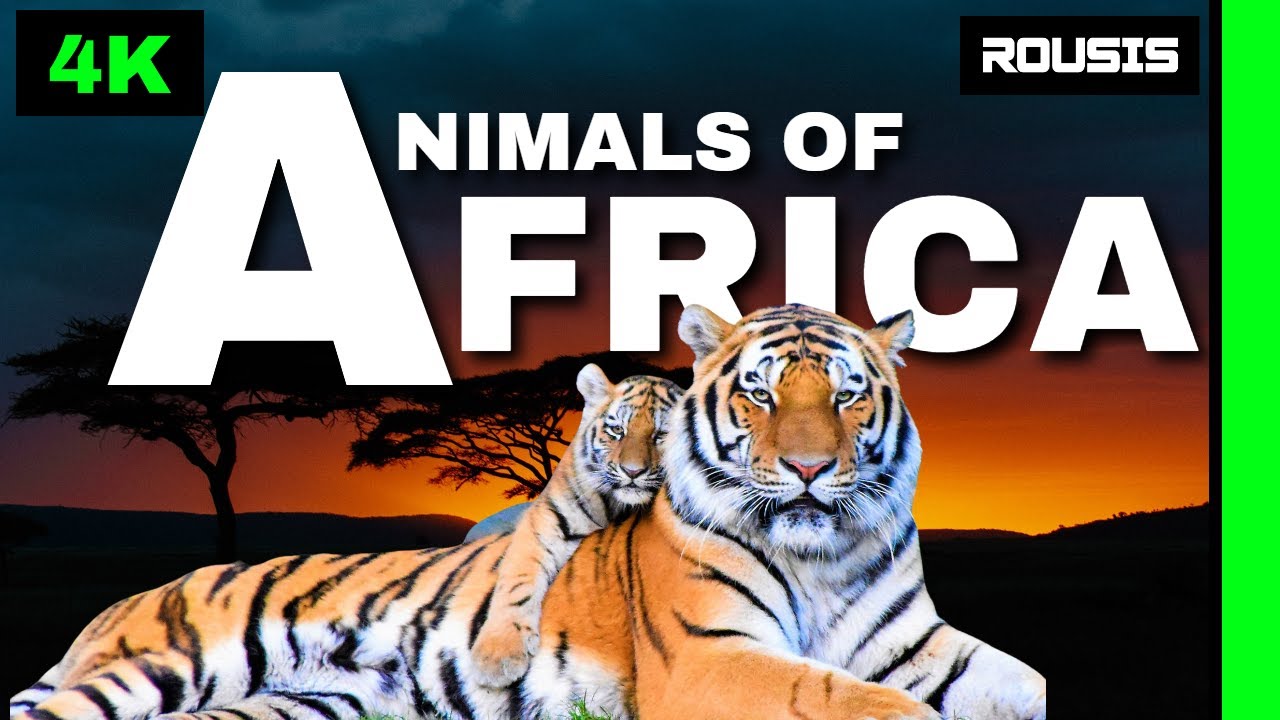 The Animals Of Africa 4K Relaxation Film