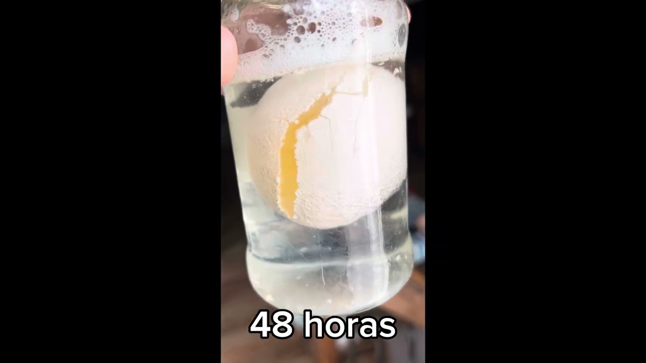 &ldquo;PERMEABILIDAD DE LAS MEMBRANAS CELULARES&rdquo; - Progreso Huevo