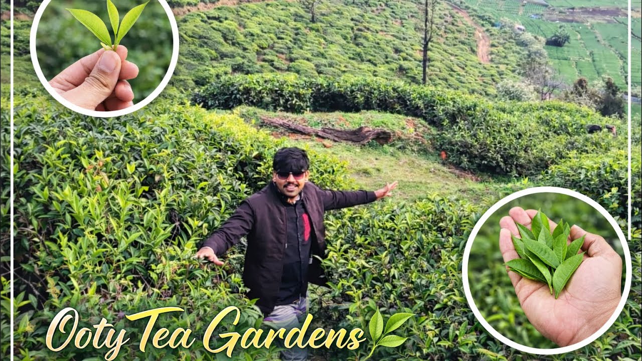 Tea garden Ooty, places to visit in Winter #travel #ooty #yt #youtubevideo #viral #mustwatch #vlog 