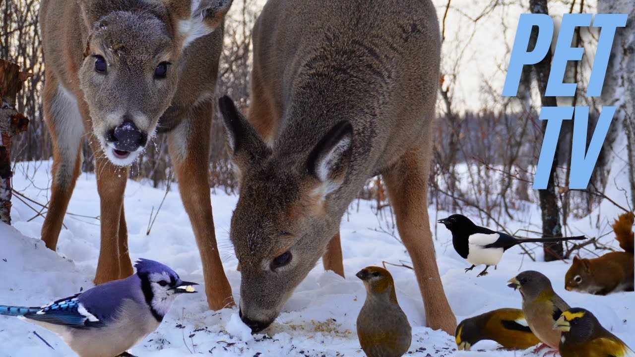 Two Deer, Birds, and a Squirrel Along a Snowy Lake | TV for Dogs and Cats