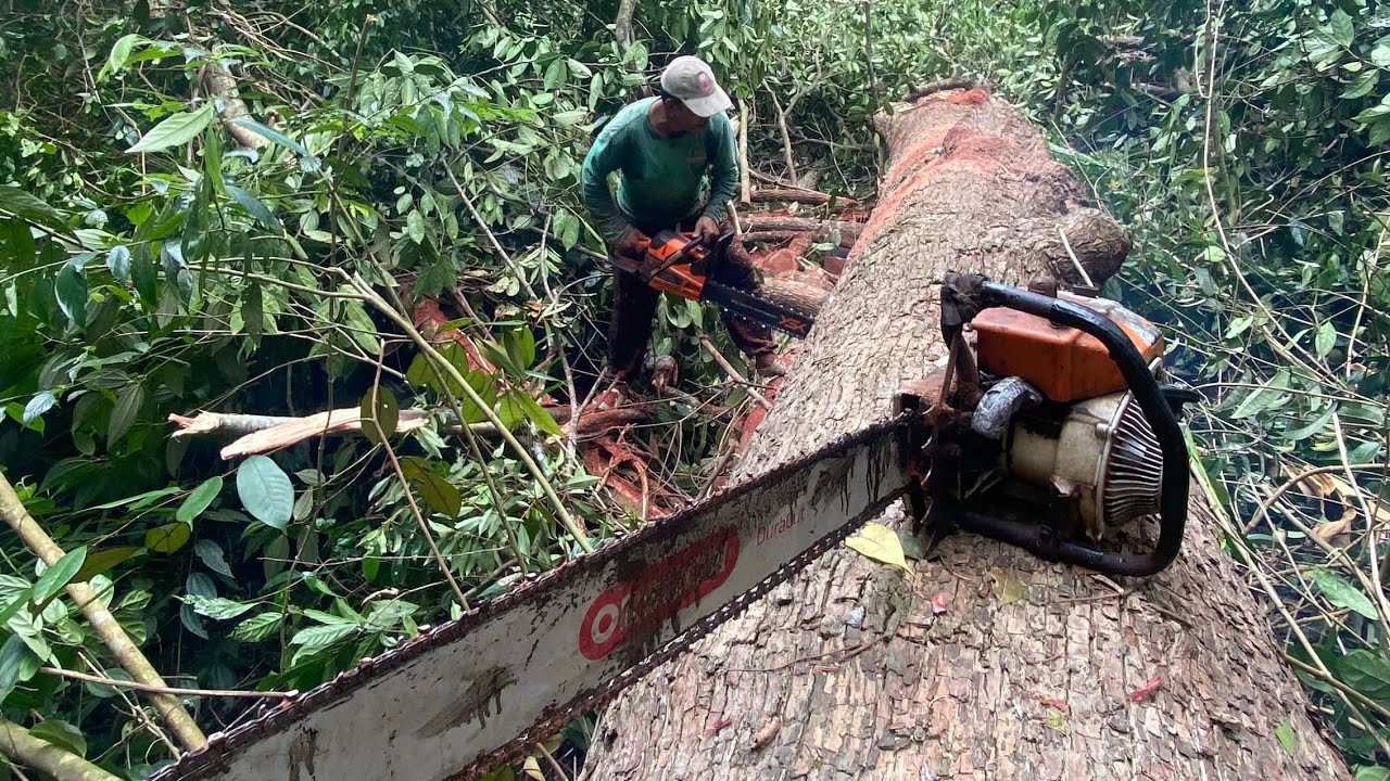 SANGAT BESAR | menebang kayu KULIM Bar nya terjepit 