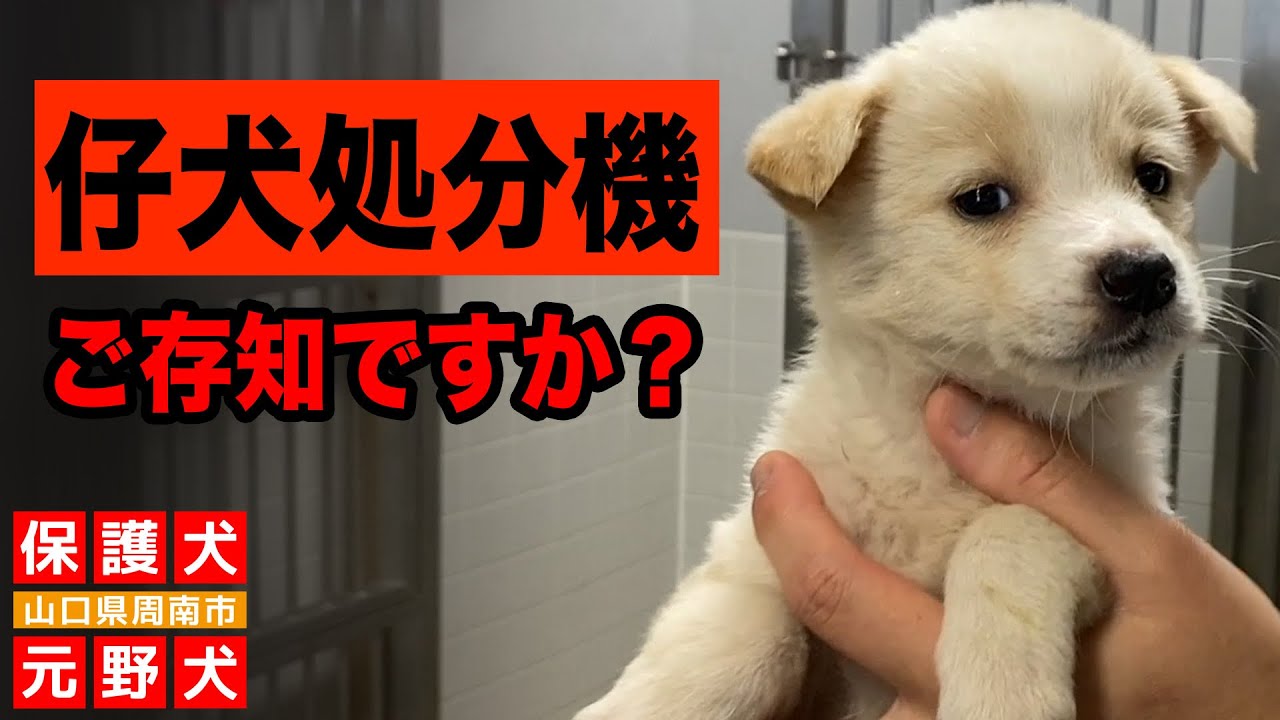 子犬殺処分機の存在