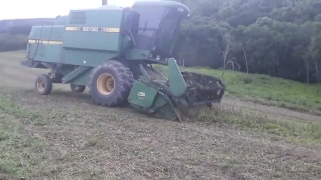 Nois colheiu a soja do magrão nas matas 