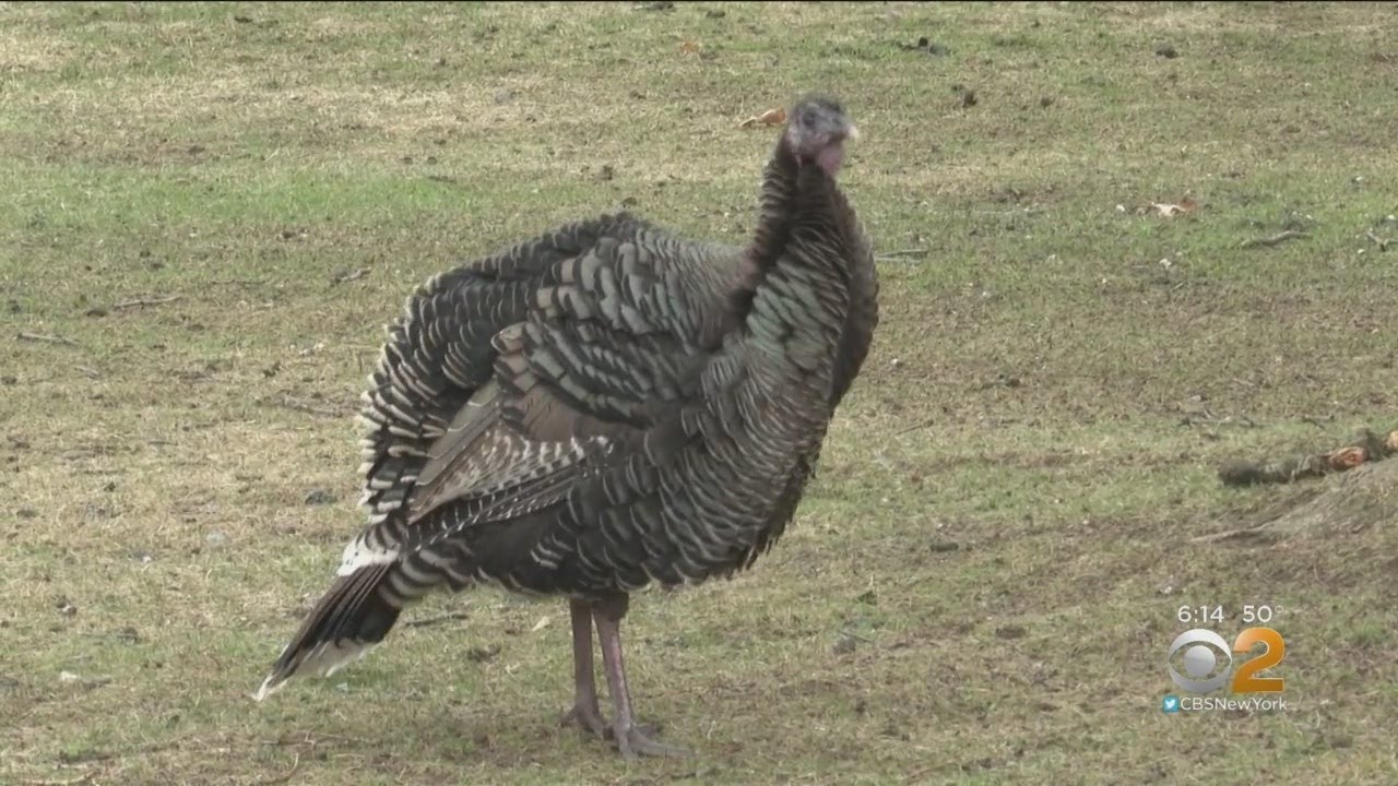 Staten Island Neighborhood Under Siege From Turkeys
