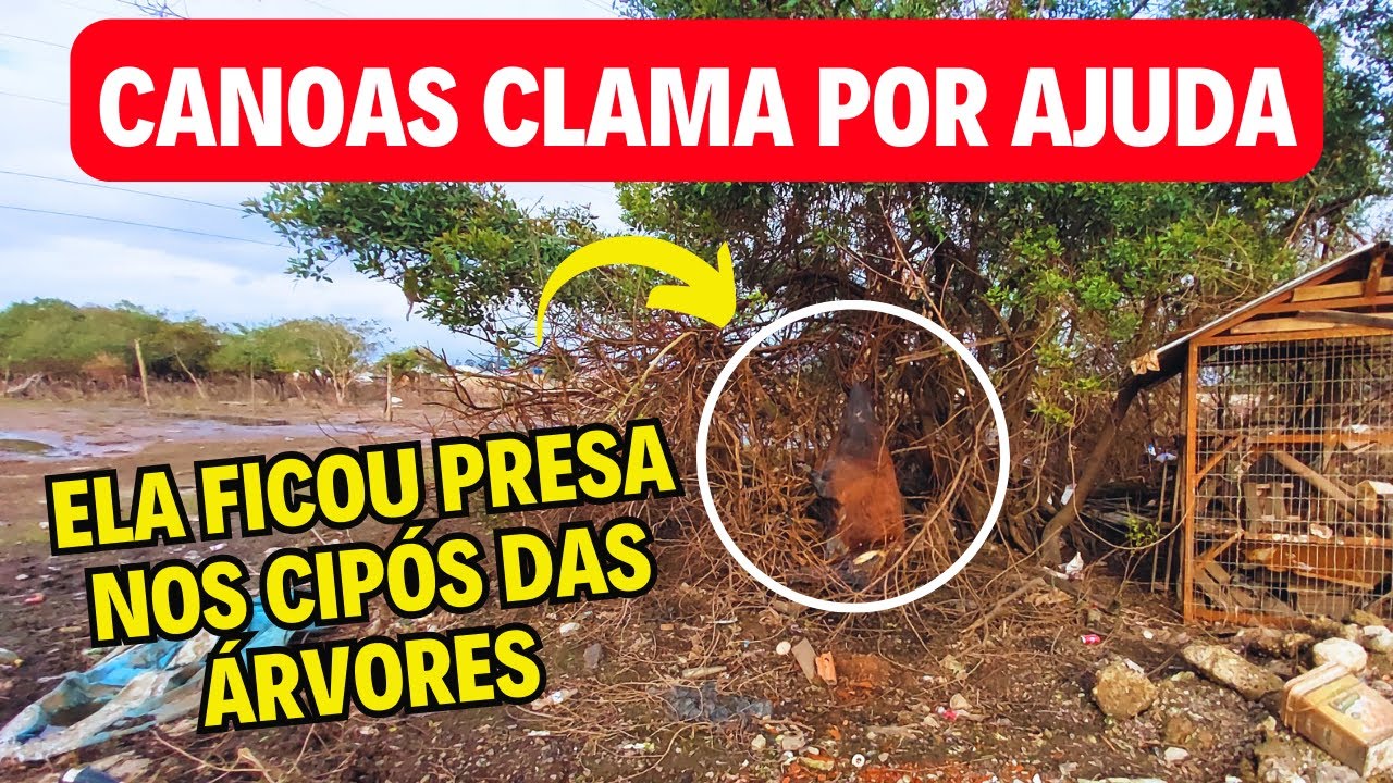 🔴 REALIDADE CRUEL P&Oacute;S ENCHENTE EM CANOAS:  CRIAN&Ccedil;AS COM FOME, MUITOS ANIMAIS M0RT0S, DOA&Ccedil;&Otilde;ES EM A&Ccedil;&Atilde;O