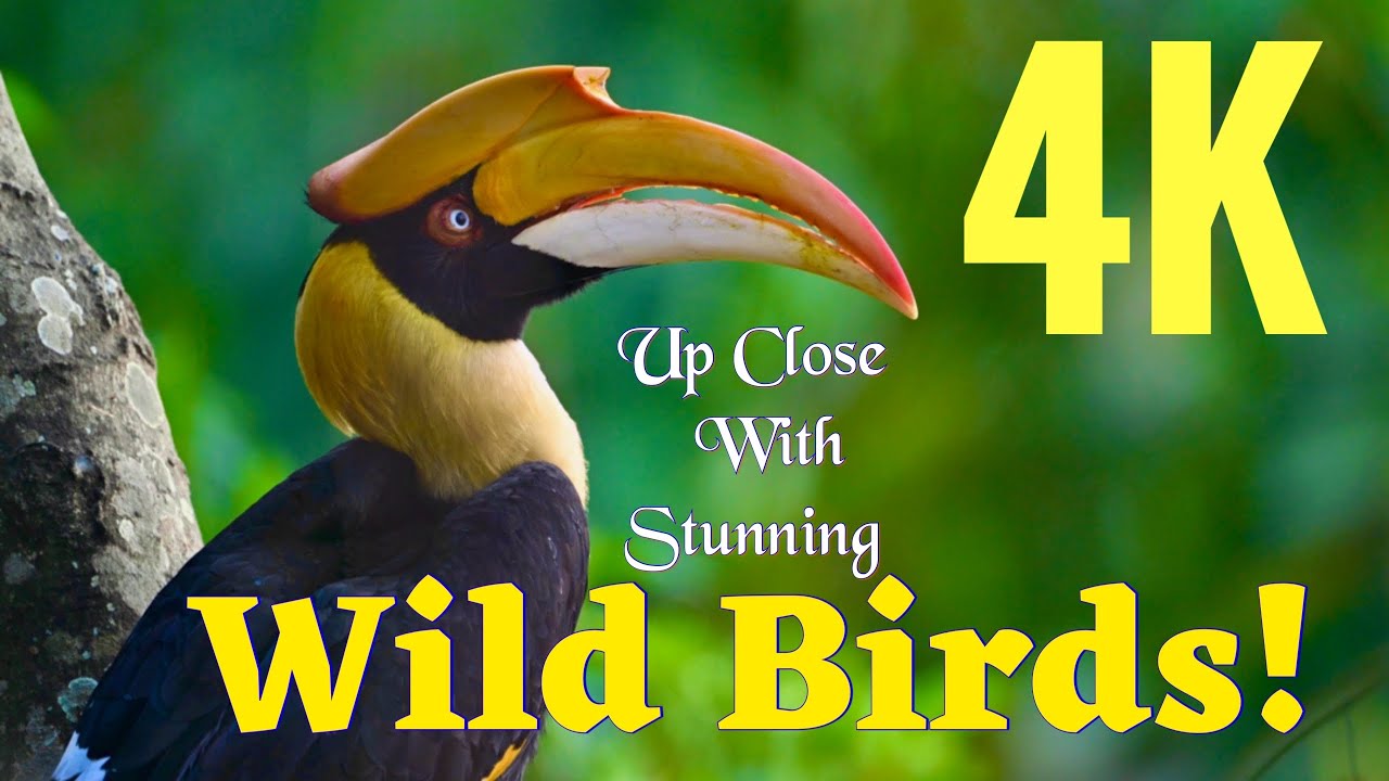 4K Wildlife | 4K UHD Contents for 4K TV | 4K Relaxing