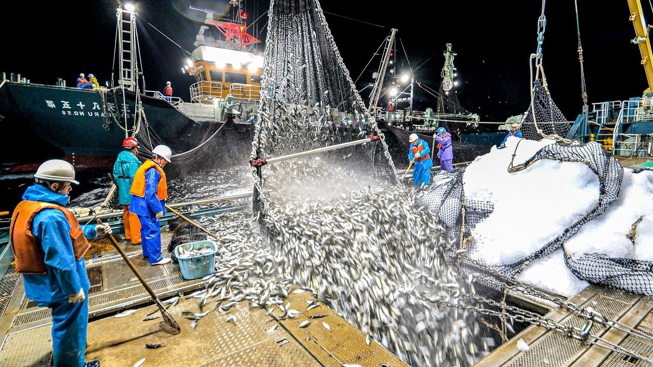 How Japanese Fishermen Catch 100 Tons of Horse Mackerel to Feed Japan
