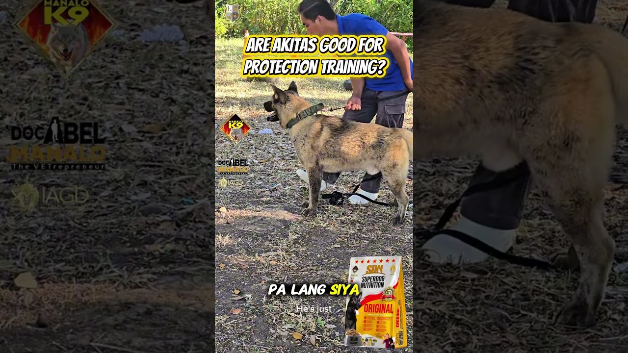 ARE AKITAS GOOD FOR PROTECTION TRAINING?