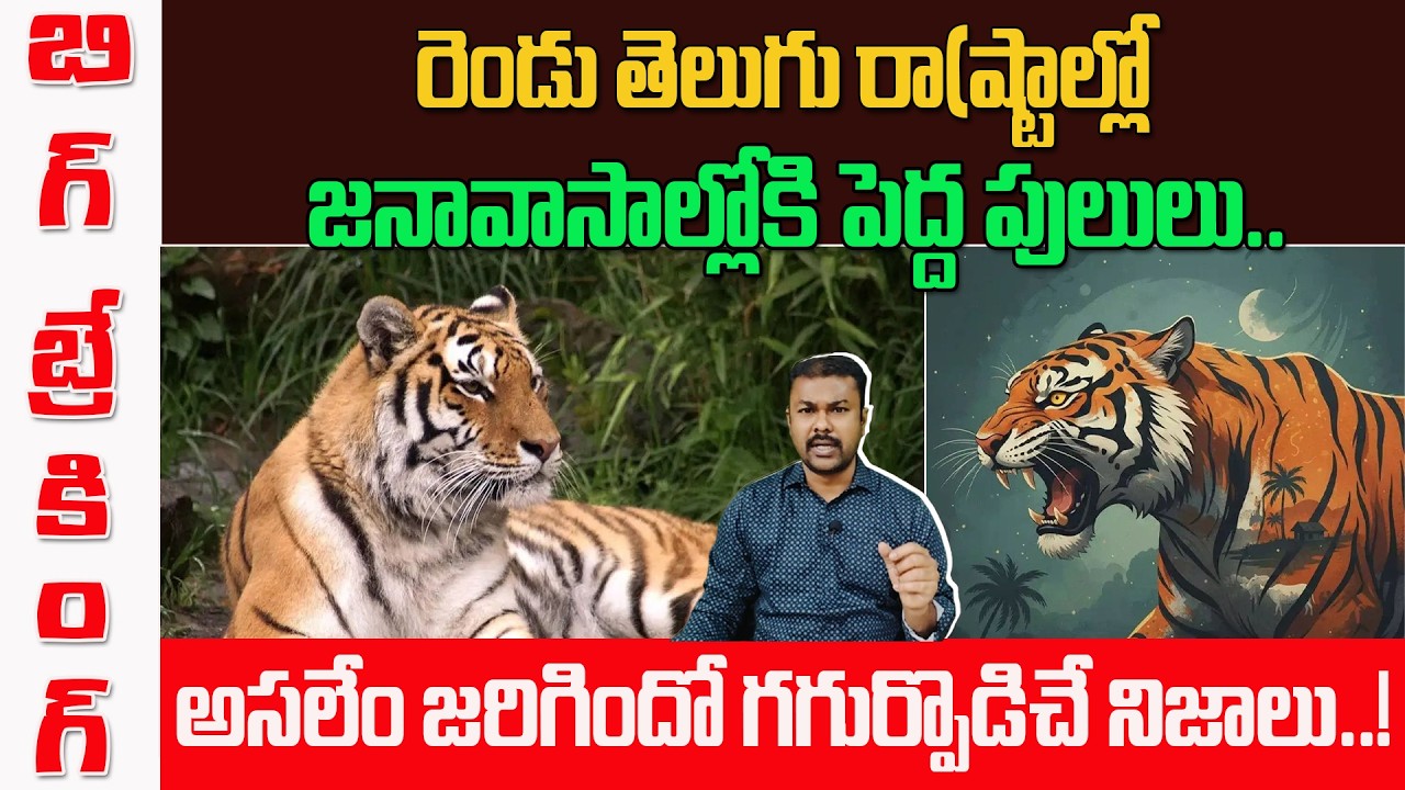 Big Shock to AP and Telangana, Tigers అకస్మాత్తుగా ఎలా జనాల్లోకి..? | Kavyas Media