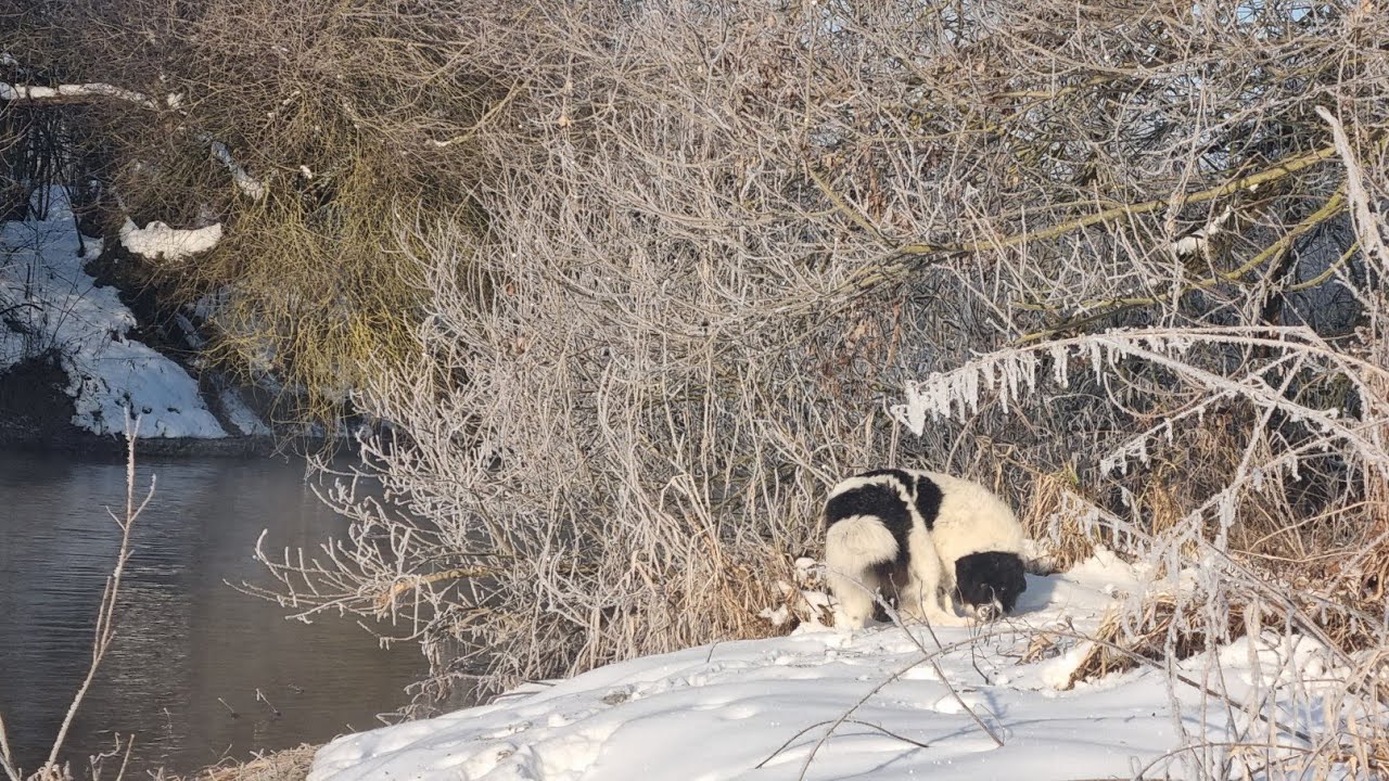 Iarnă autentică pe Valea Someșului Mic🏞 la -13°C❄️ Ciobănesc românesc de Bucovina 🐕🇷🇴