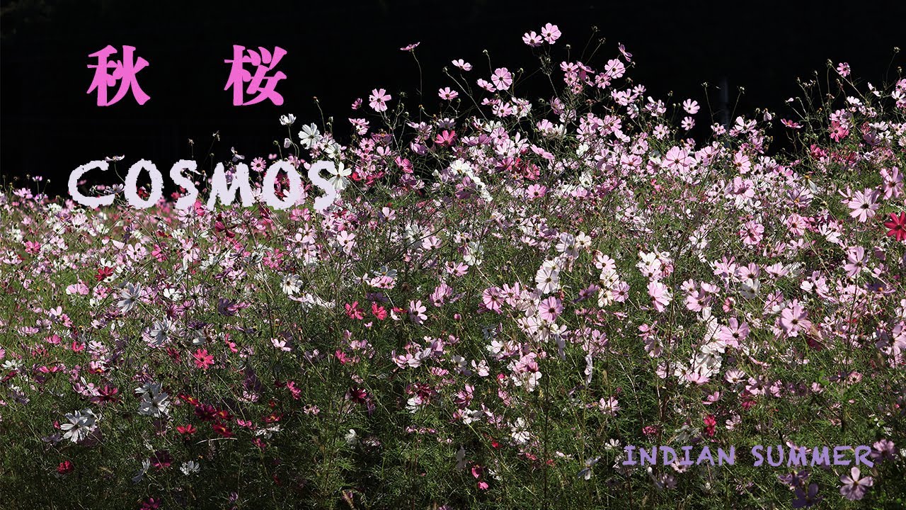 秋桜　COSMOS