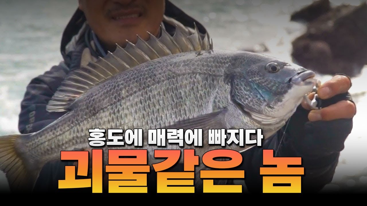 홍도에서 감성돔 손맛과 마릿 수 두마리 토끼를 모두 잡다[테크니션즈 EP.163]