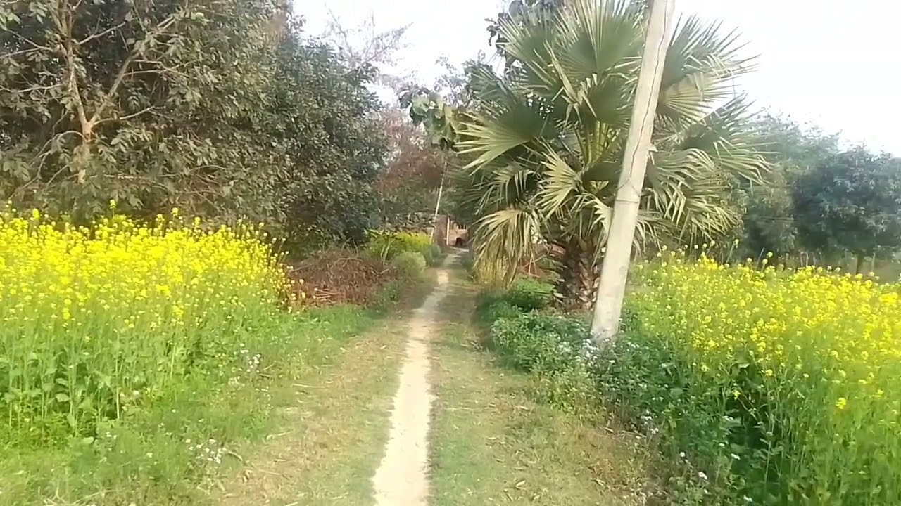 Pahala video 